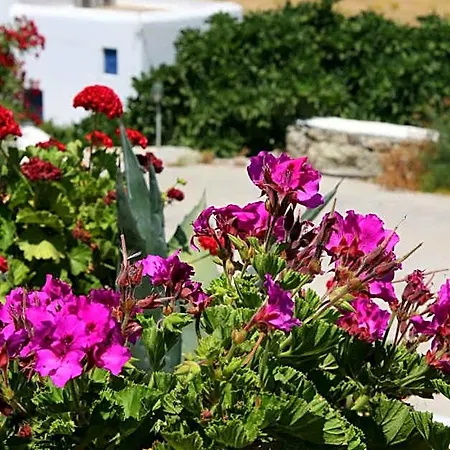 호텔 Charissi Mykonos Town